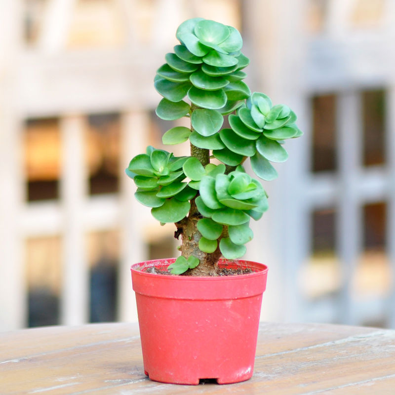 【精选直发】金钱木老桩多肉植物带盆栽好新款组合盆栽办公室内绿植