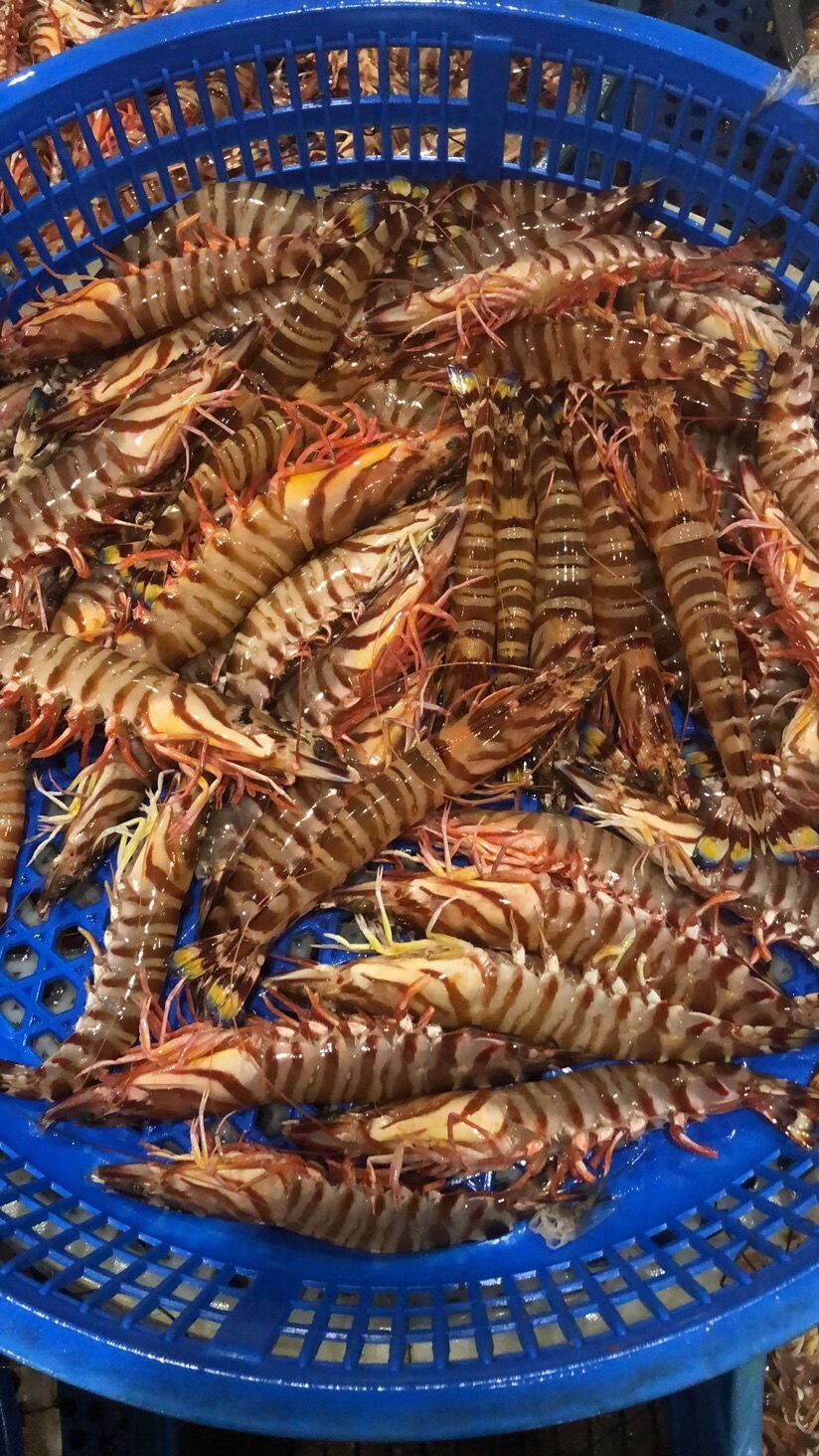 500g舟山斑节虾*3【现捕新鲜】 特大精品斑节虾【15条/斤】