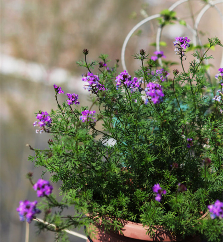美女樱小苗 四季开花易爆盆 阳台室外庭院盆栽 72穴苗 113细叶白色 3
