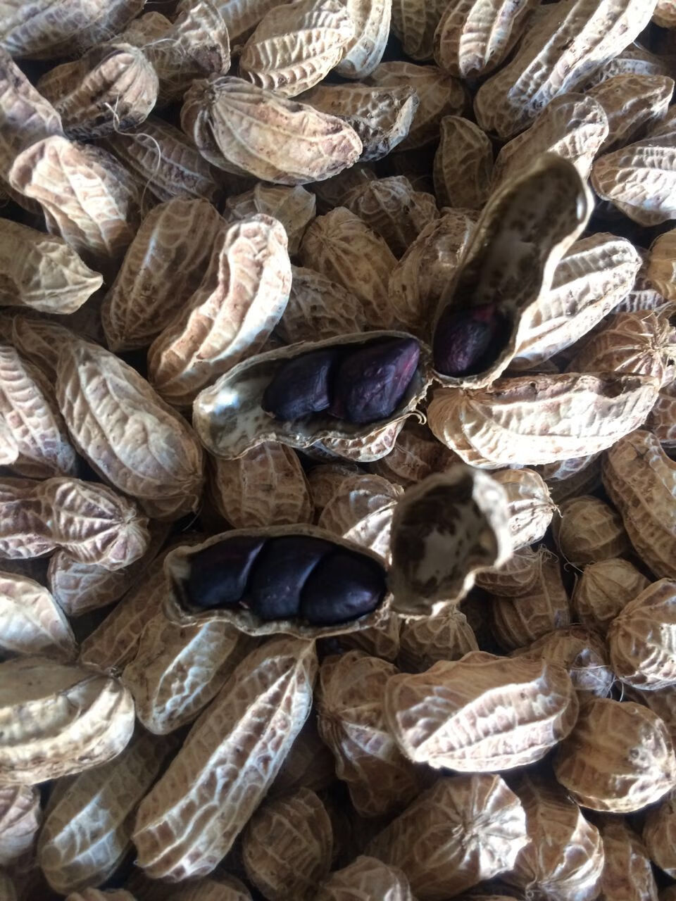 恋潮云南普洱黑花生花生带壳老品种花生生的种子4种选择 长的不饱满瘪