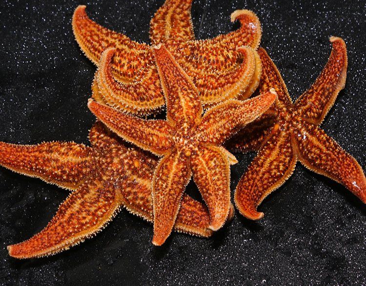 海星海鲜水产鲜活冷冻生鲜青岛海五星活的大海星新鲜五角星食用 8斤