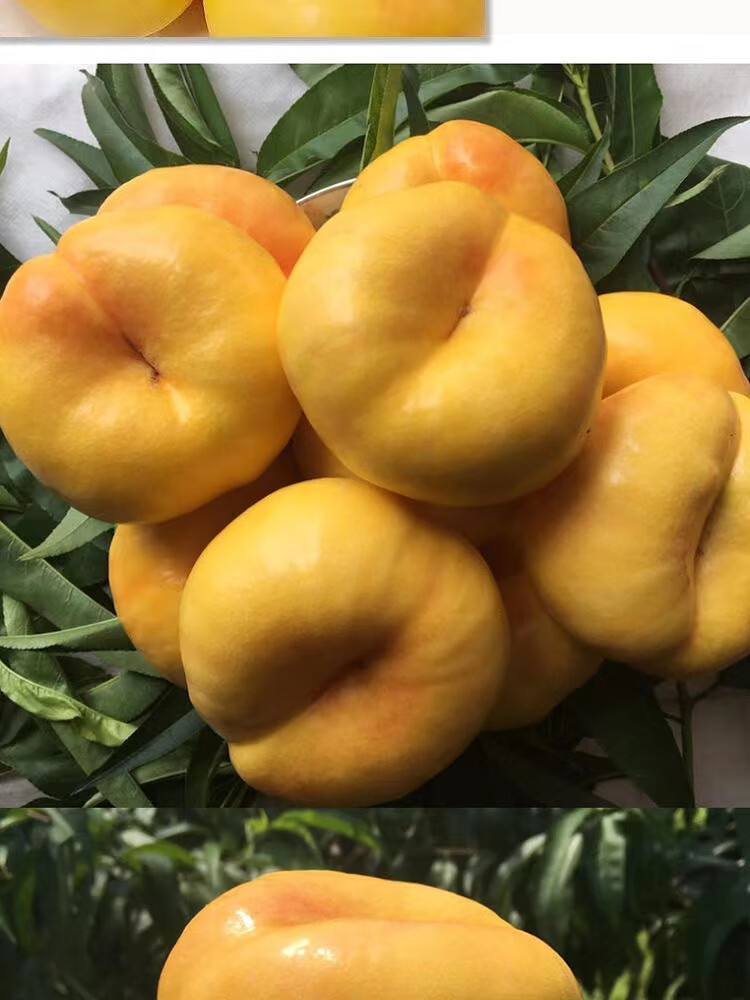顺丰多地隔日达爆甜多汁山东蒙阴黄金油蟠桃香甜桃香四溢无毛当季新鲜