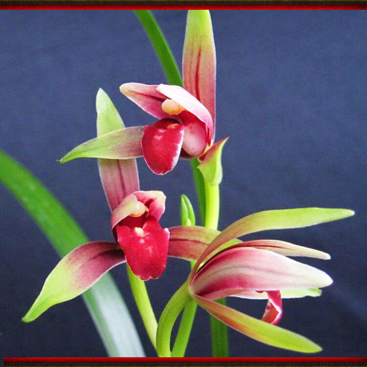 超低价 四季兰花 国魂 秋带花苞出售 室内盆栽花卉 红月 1苗价格