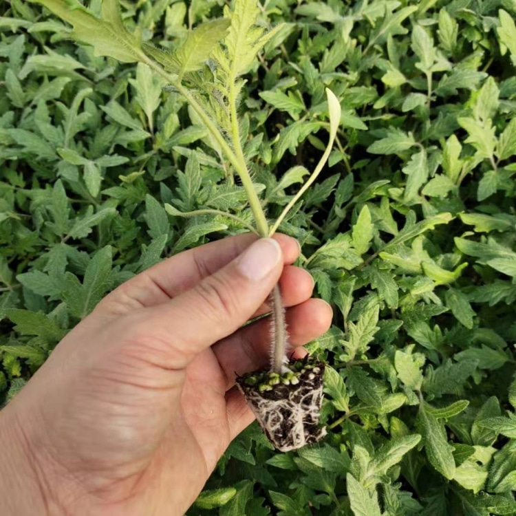 番茄种子苗大粉西红柿种孑四季蔬菜籽高产沙瓤盆栽秧苗晨宏2064晨宏