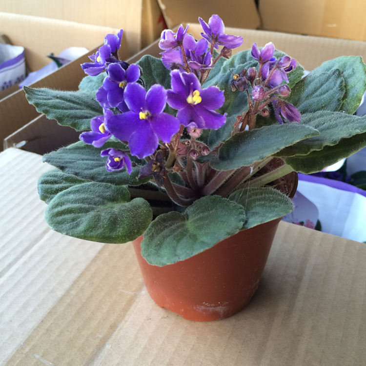 重瓣紫罗兰盆栽非洲堇花苗带花苞开花不断室内四季花卉植物除复瓣香芋