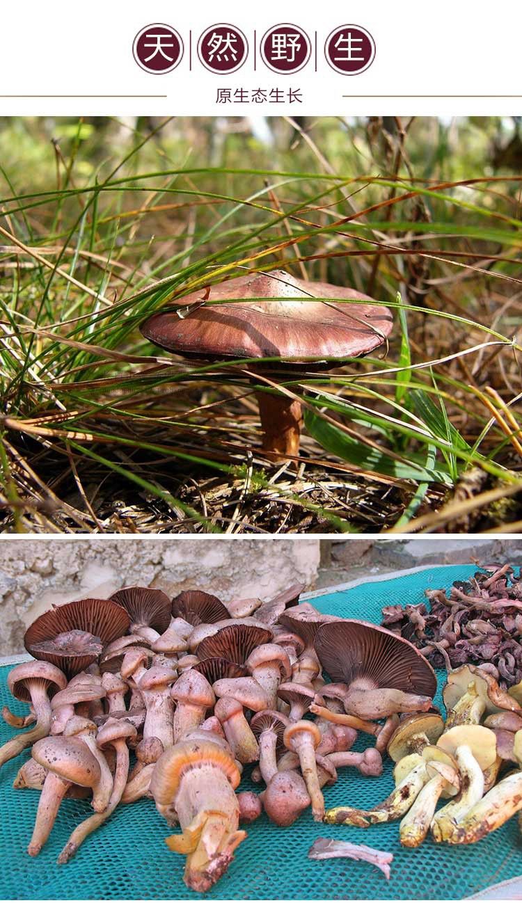 东北野生蘑菇种类大全图片