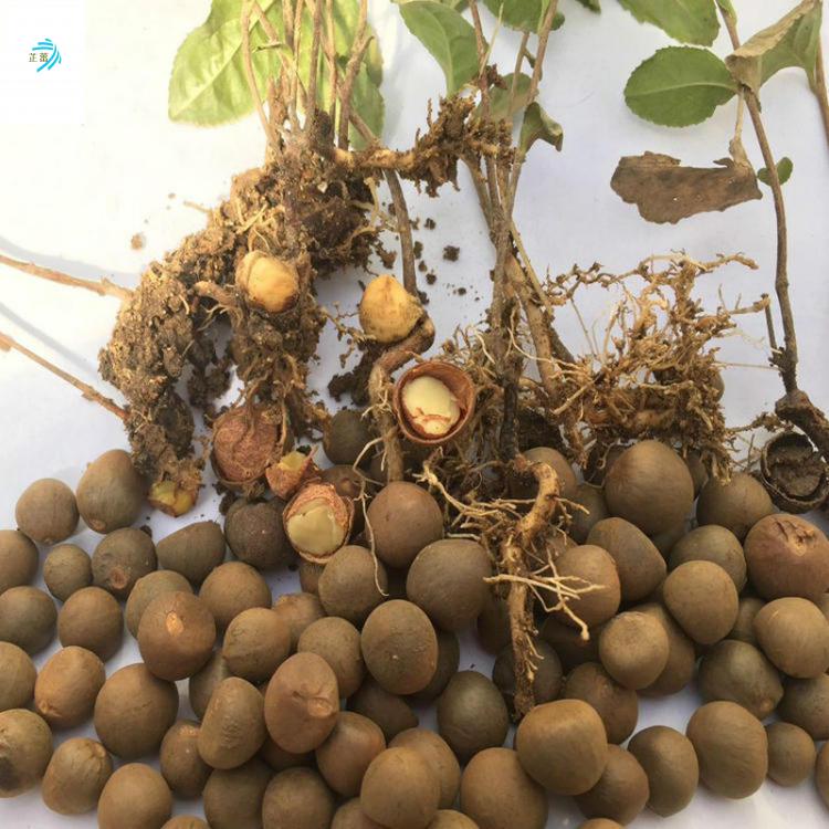 茶叶种子茶树种子大红袍绿茶铁观音茶树种苗黑茶树种籽四季播种普洱