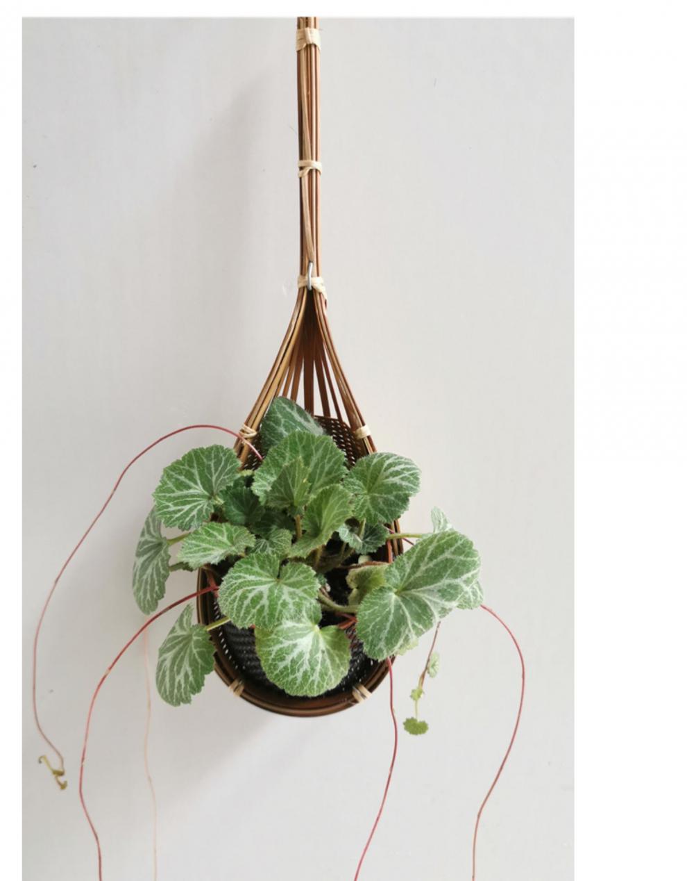 格林园艺桌面垂吊绿植花卉室内办公室阳台植物吊篮绿萝净化空气小二歧