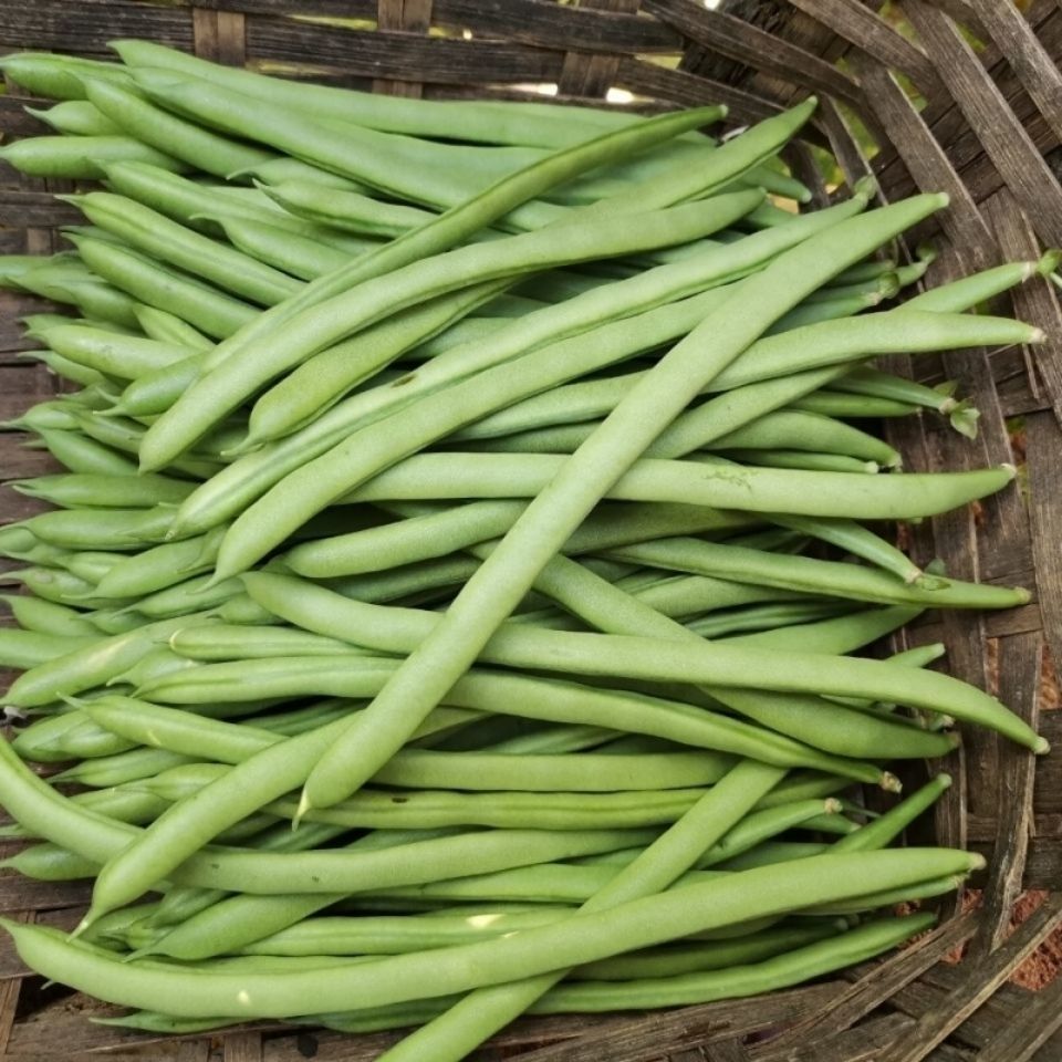 四季豆现摘豆角芸豆荷兰豆扁豆青豆角青豌豆无筋豆刀豆新鲜蔬菜采缇3