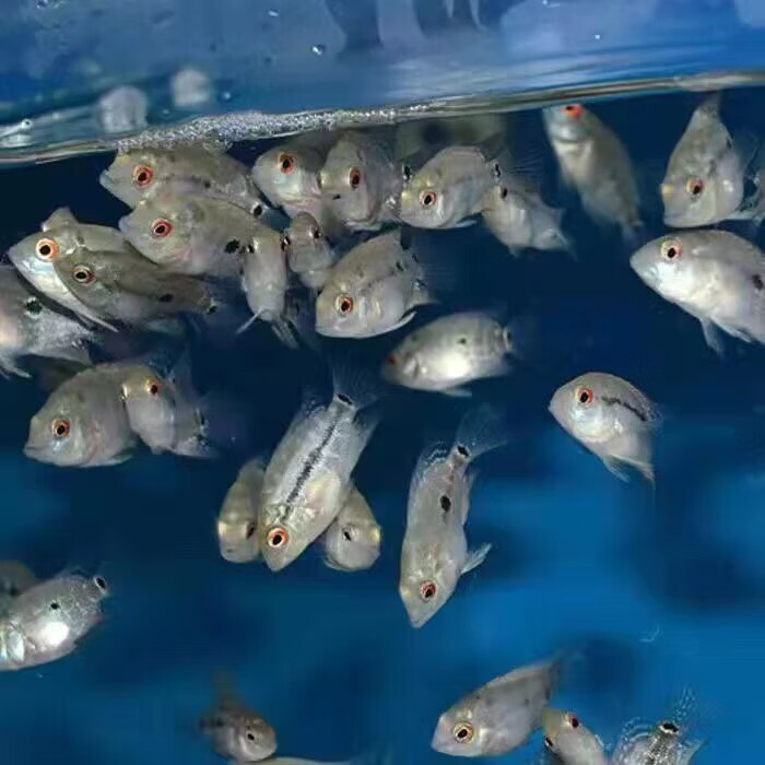 罗汉鱼罗汉鱼大苗起头爆头好养活 金花罗汉鱼2-3厘米2条 开口料【图片