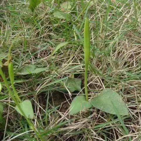 野生中药材带根一支箭500克 蛇须草 蛇咬子 一枝箭 新鲜干货【图片