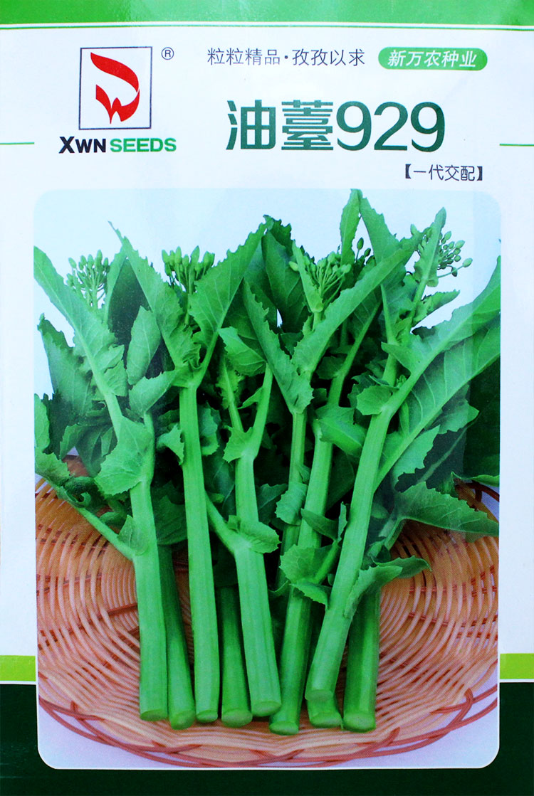 早熟油菜苔种籽种子籽秋冬季油菜薹种籽菜苔青菜籽种蔬菜孑菜台油苔45