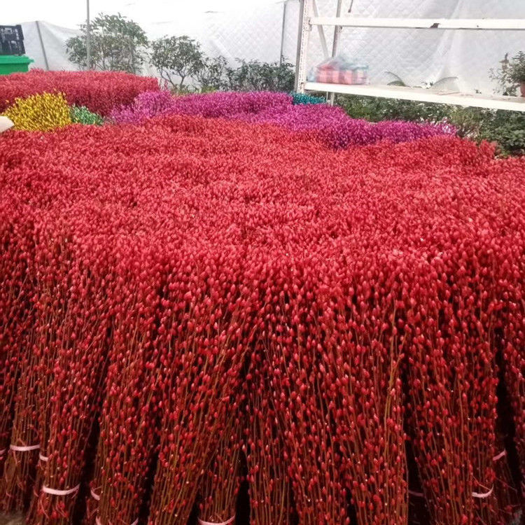 芊阙15米高银柳真花鲜枝年宵花卉干花彩色柳枝耐寒水培花卉超高银柳