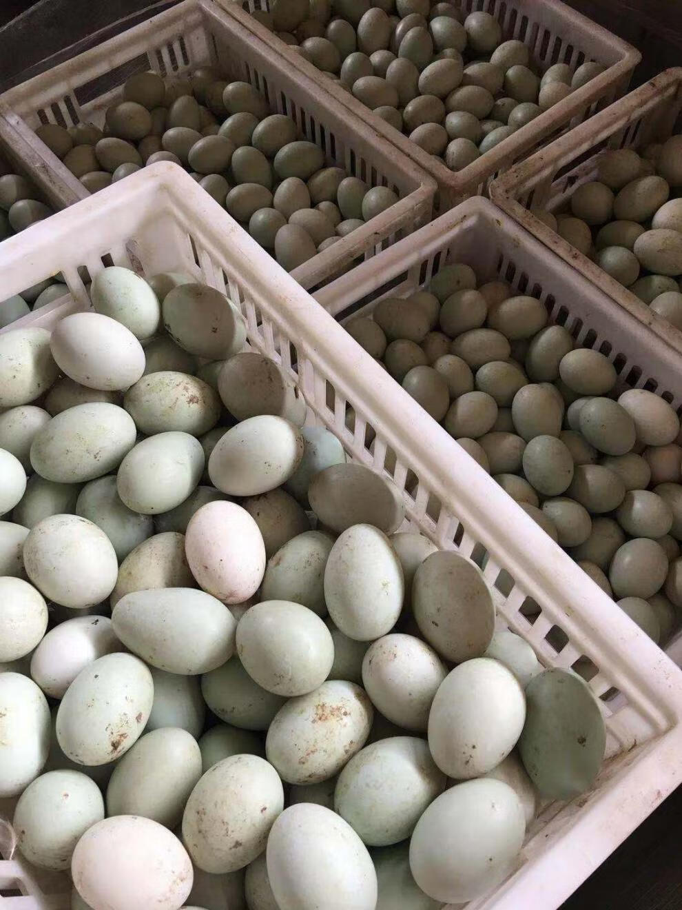 新鲜生鸭蛋农家生态正宗特大绿壳青皮现捡现发散养土麻鸭蛋腾旺纳跃散