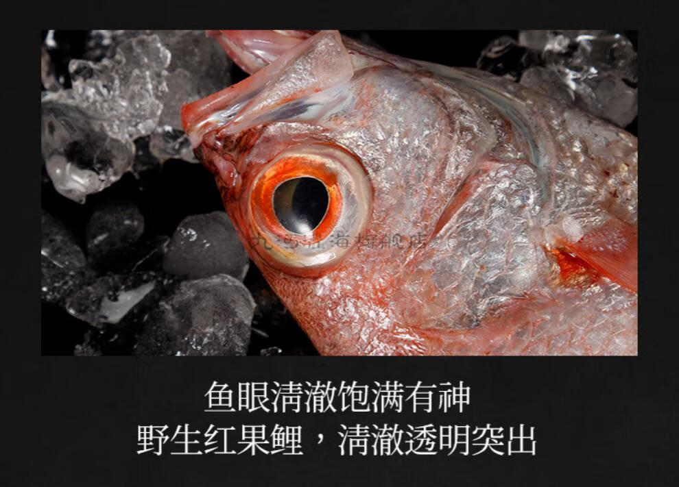 九河灌海旗舰店红果鲤新鲜速冻野生捕捞深海东海赤鯥鱼黑喉鱼3斤实惠