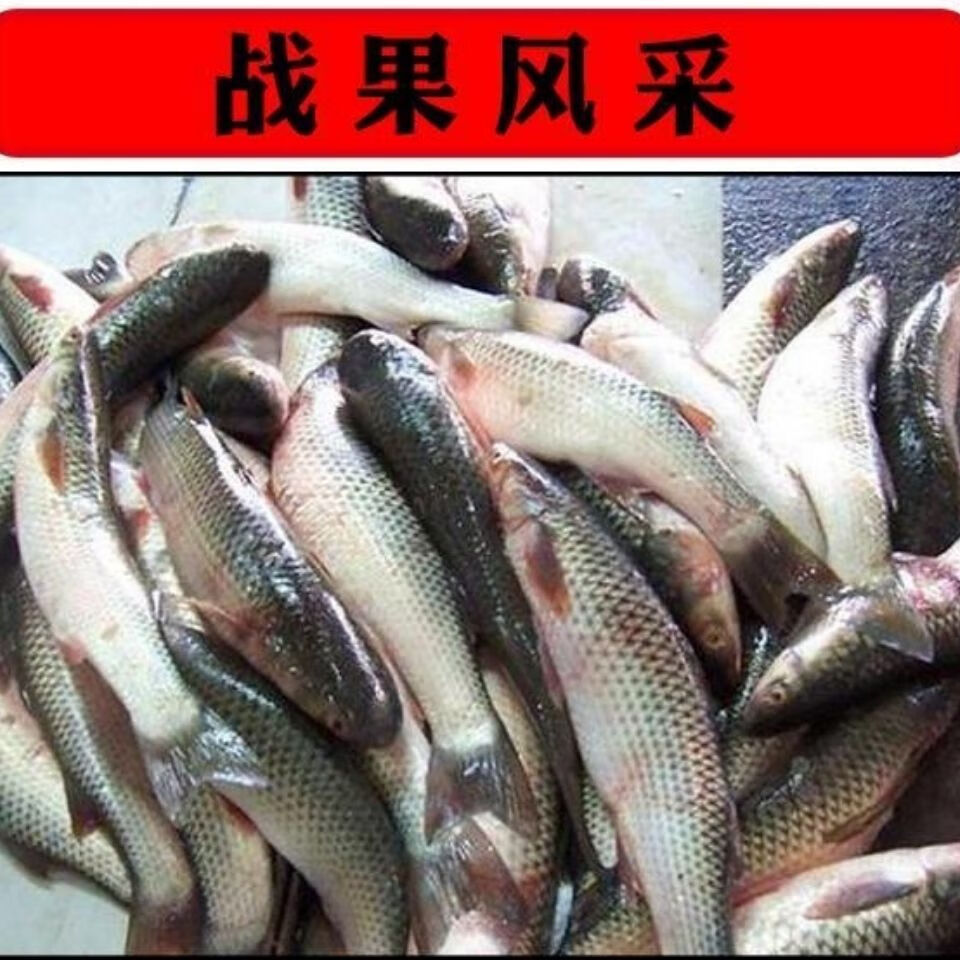 鲻鱼颗粒窝料钓鲻鱼专用饵乌头鱼饵料海鱼矶钓筏钓饵料底窝料 鲻鱼