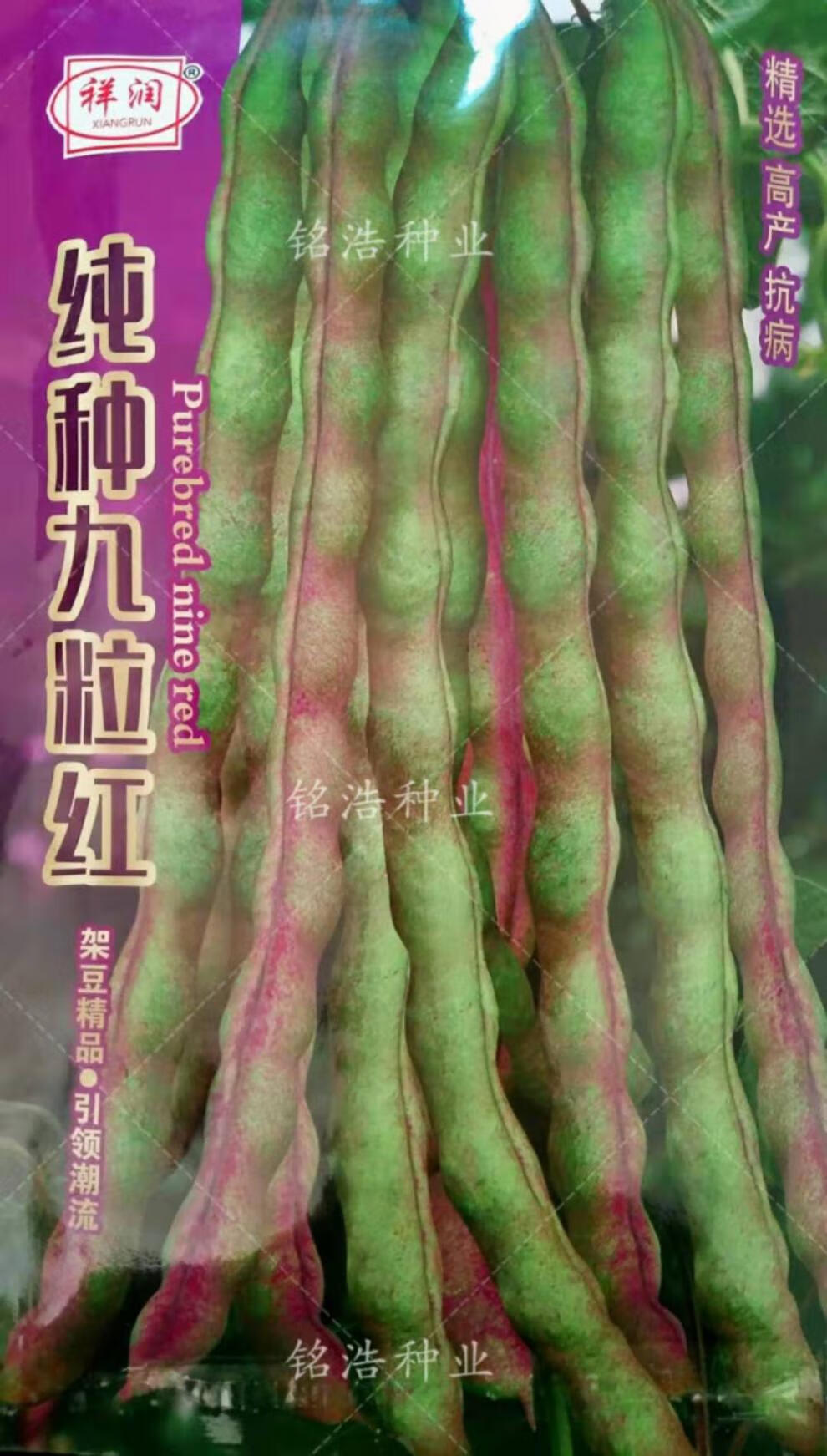 九粒红芸豆种子高产芸豆籽抗病好豆角四季菜豆蔬菜种孑春季秋农家