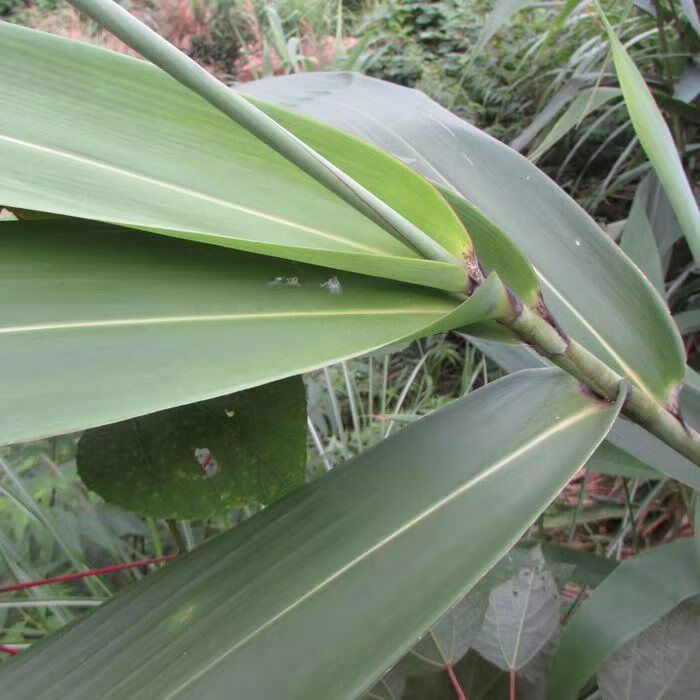 粽叶新鲜大叶特大号广西野生粽叶大肉粽芒叶端午节大粽叶芦苇叶清香