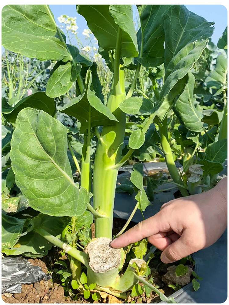 芥兰菜种籽广东鸡腿粗芥蓝种子甜脆四季盆栽菜籽蔬菜种孑青菜秋季 甜