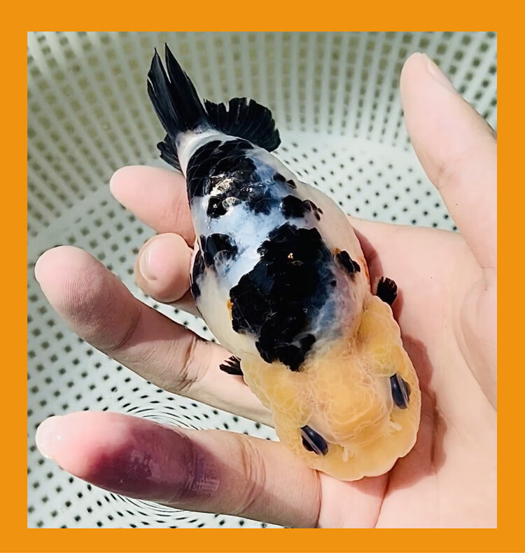 cmcm兰寿金鱼奶牛幼苗精品小鱼苗赛级潘氏冷水观赏鱼纯种活鱼波妞 蓝