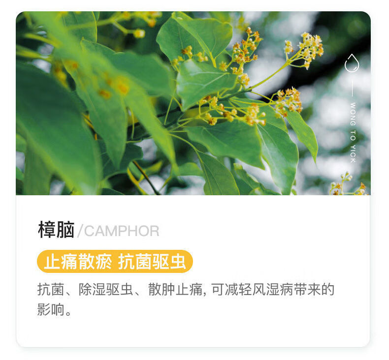 37811-万物之源 舒筋扭伤腰酸背痛颈椎腰椎劳损祛风散瘀血跌打油 活洛油2盒装-详情图