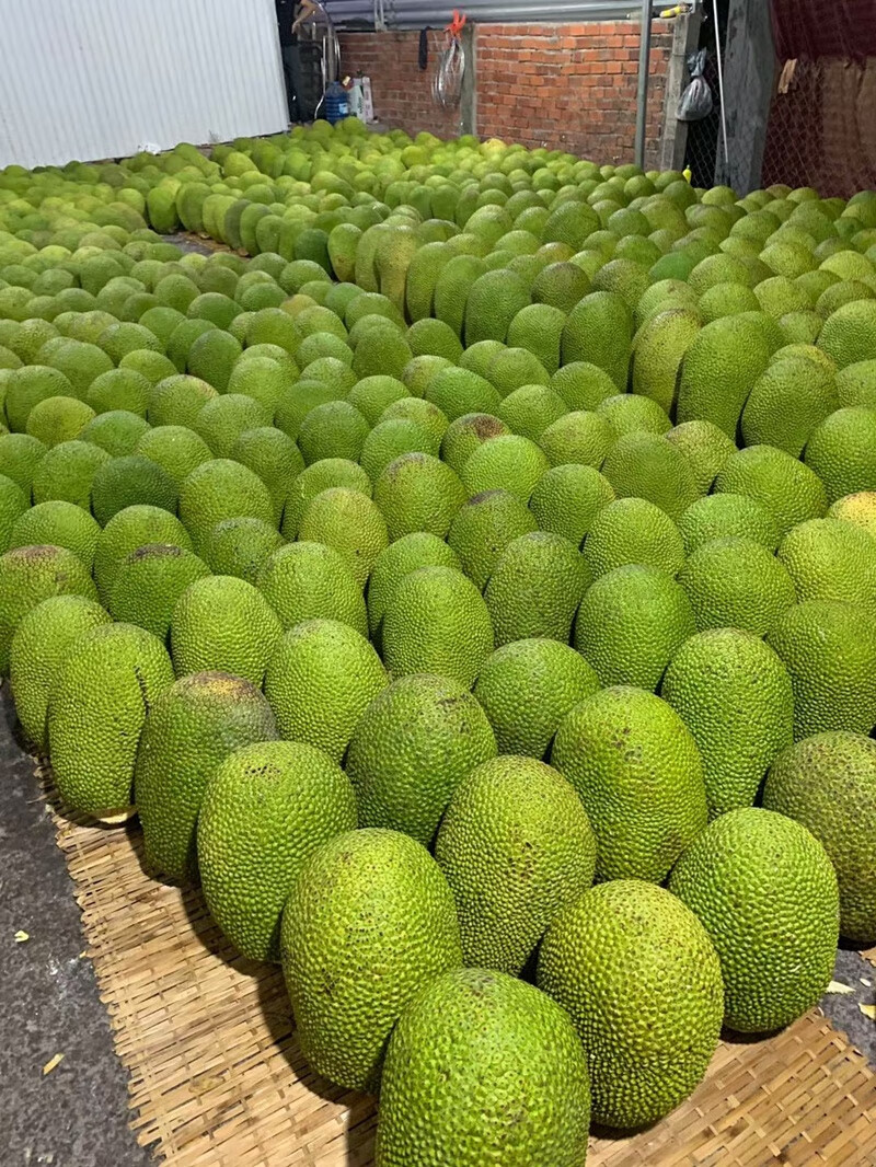 水果 菠萝/凤梨 散情 泰国红肉菠萝蜜新鲜水果6-16斤热带精品整个果