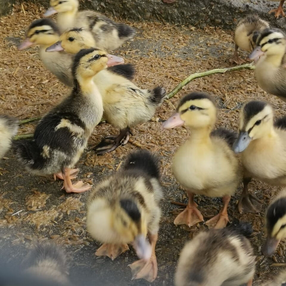 【京东推荐】鸭苗,小鸭子,脱温鸭,半大鸭,活体鸭子,金锭蛋鸭,水鸭麻鸭