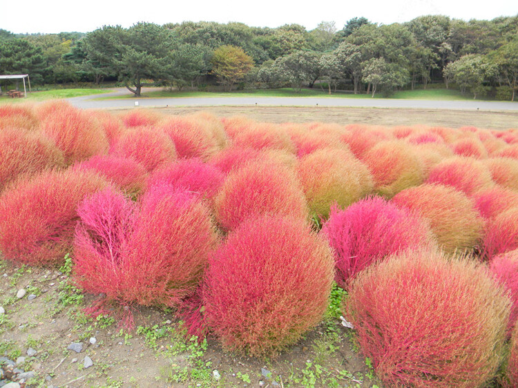 花种籽子红地肤种子 绿地肤花种子 扫帚苗 孔雀松 景观花海庭院草