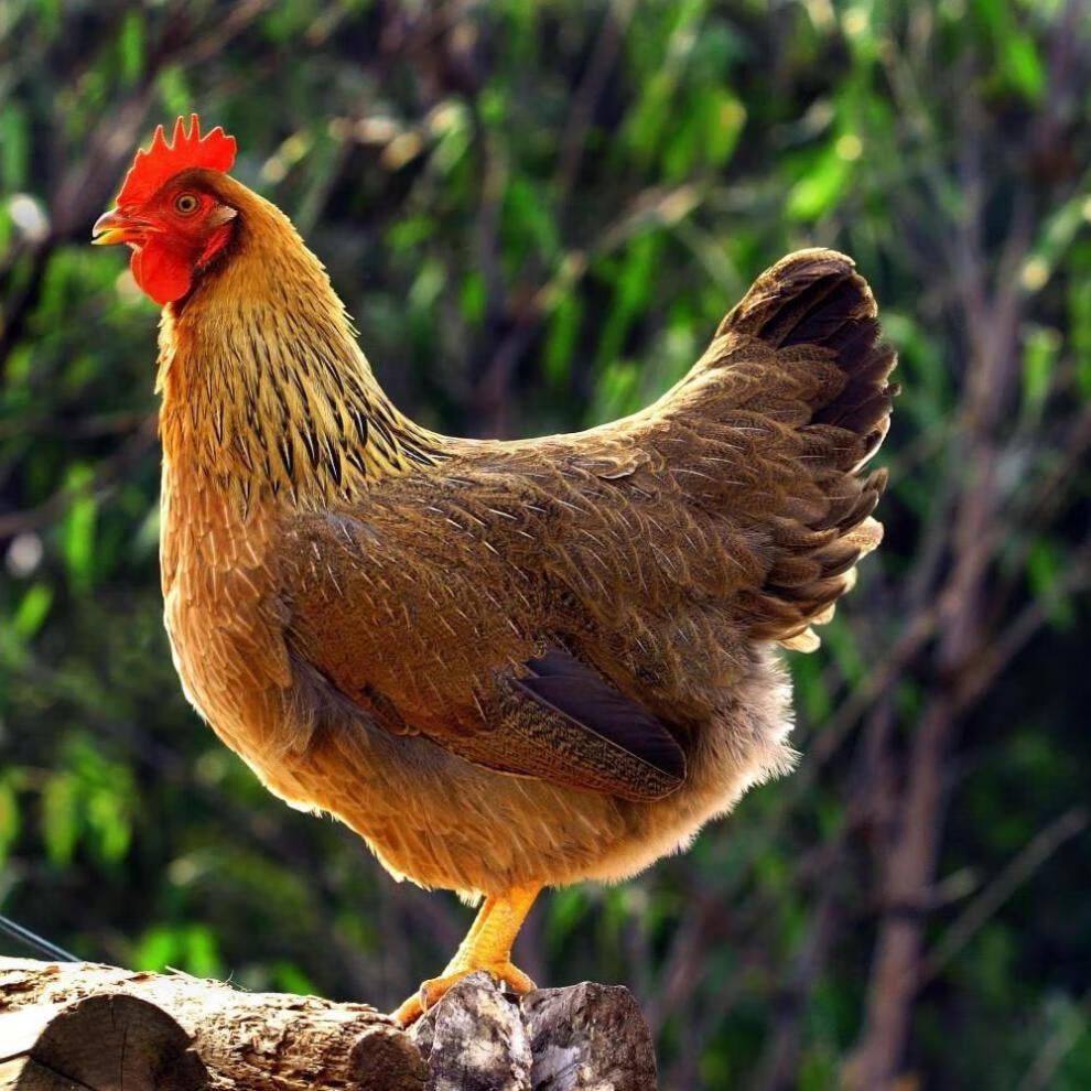 顺丰空运 广东清远鸡新鲜现杀农家散养走地鸡土鸡清远麻鸡整鸡 关注领