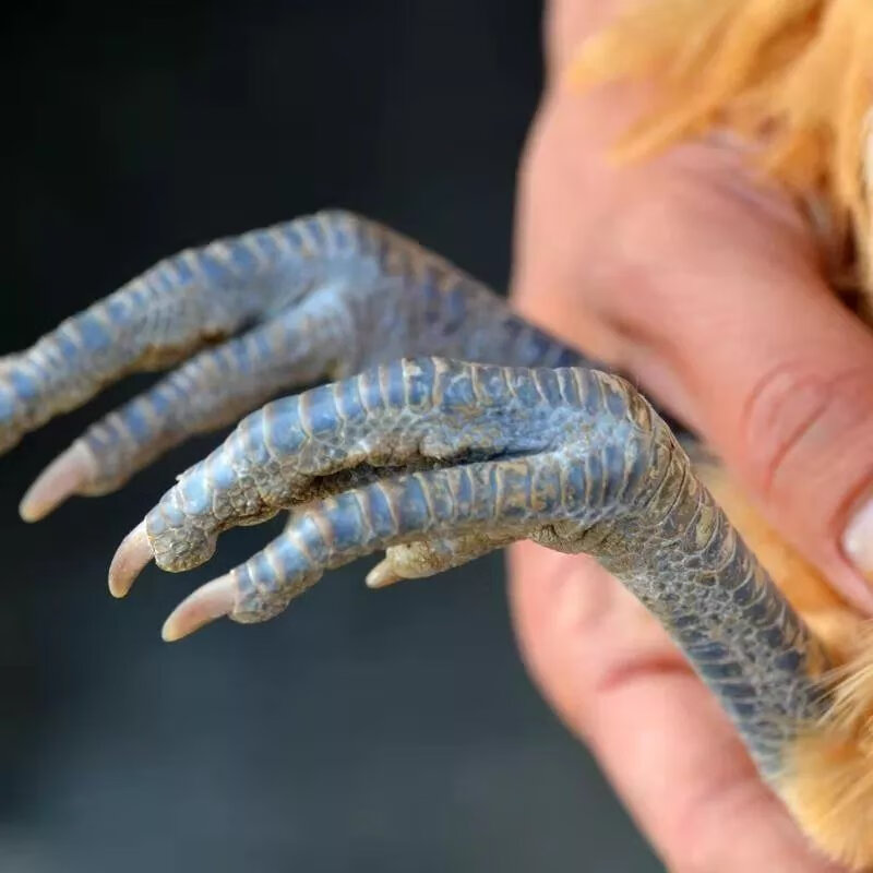 恋潮散养黑爪黑脚大公鸡土鸡走地鸡整只新鲜宰杀跑山鸡 黑脚桃园散养