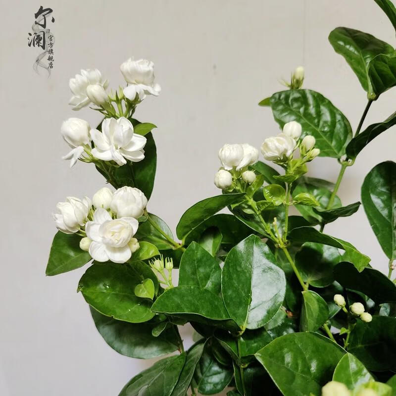 濃香茉莉花苗系列重瓣虎頭茉莉花苗雙色茉莉室外室內耐寒陽臺庭院爬藤