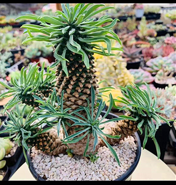 园艺峨眉山铁甲白桦麒麟翡翠阁多肉植物盆栽将军阁仙人球弥勒佛松笠