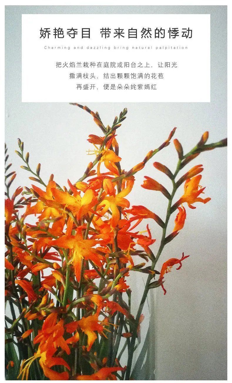 多年生庭院花卉盆栽易种易活 【建议小盆】火焰兰种球3个 肥料【图片