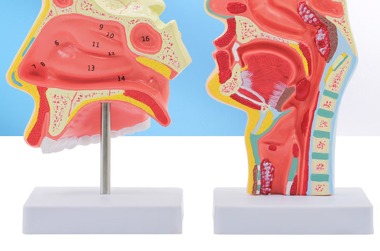 品牌优选人体鼻腔解剖模型耳鼻喉科医学教学模型鼻子口腔鼻部结构组织