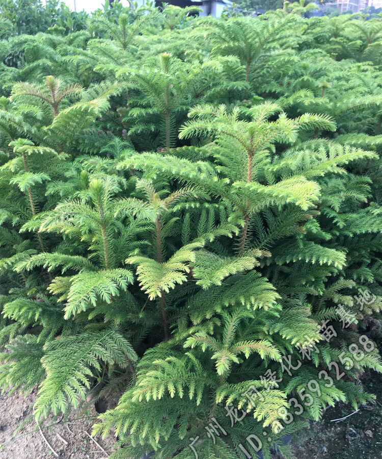 澳州南洋杉盆栽苗常绿室内圣诞树型植物南洋杉树苗6070cm不含盆