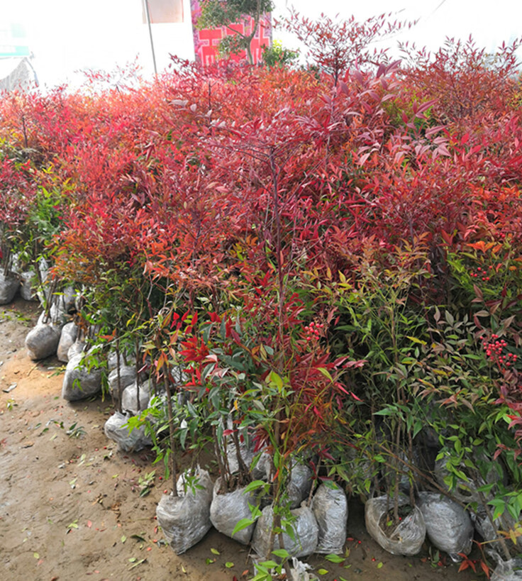 庭院植物南天竺蓝天竹盆景室外耐寒绿化苗木 丛生3--5根80-100厘米)