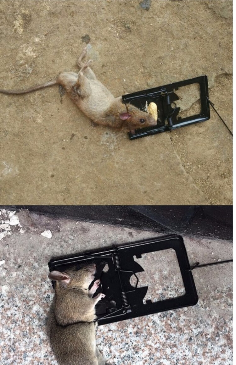 6个装老鼠夹捕鼠器灭鼠器强力夹子家用抓鼠器捕鼠神器铁夹子自动