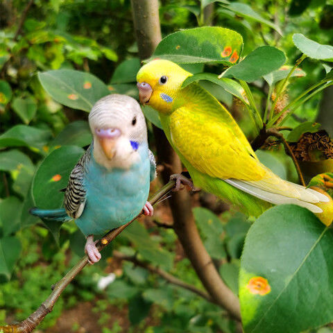 鹦鹉活鸟虎皮鹦鹉观赏鸟说话鸟玄凤小鸟活物家养鸟宠物鸟鸟类活体