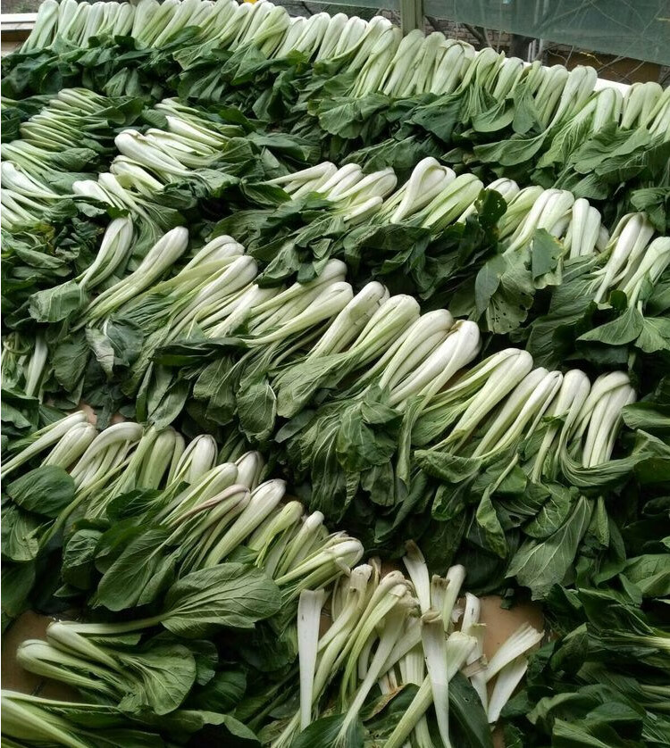 小白菜种子 长梗白菜花叶高梗白壶瓶长梗白加工腌制四季小青菜籽 长梗