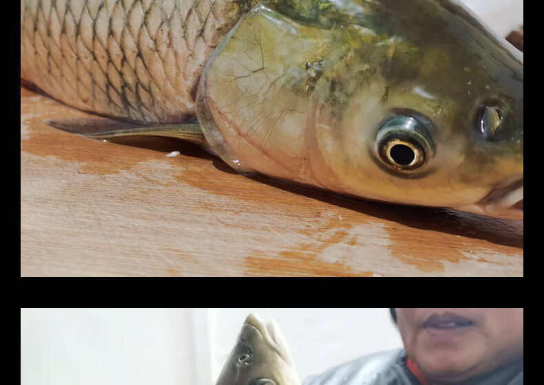 新鲜草鱼鲜活纯草青皖鱼淡水螺蛳青 诺斯食美 6斤以上【损耗百分之二