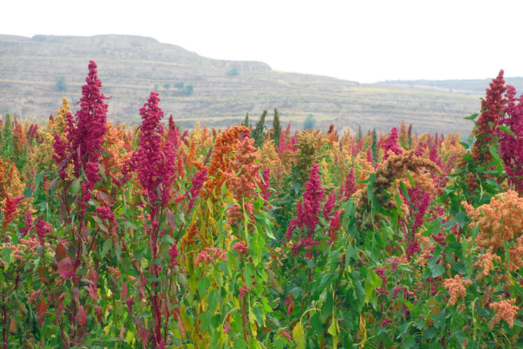 新藜麦青海三色藜麦米高原红黑白黎麦五谷杂粮黎麦孕妇宝宝粥白藜麦5