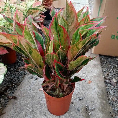 红如意皇后红叶万年青皇后创意盆栽花卉植物稀有品种绿植 彩美丽竹芋