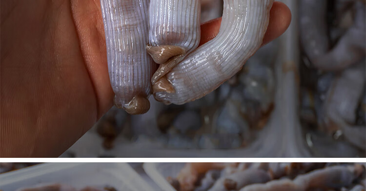 沙虫海肠 东山岛海鲜 新鲜 当天现挖沙虫 鲜活海肠子 产地直供 200g