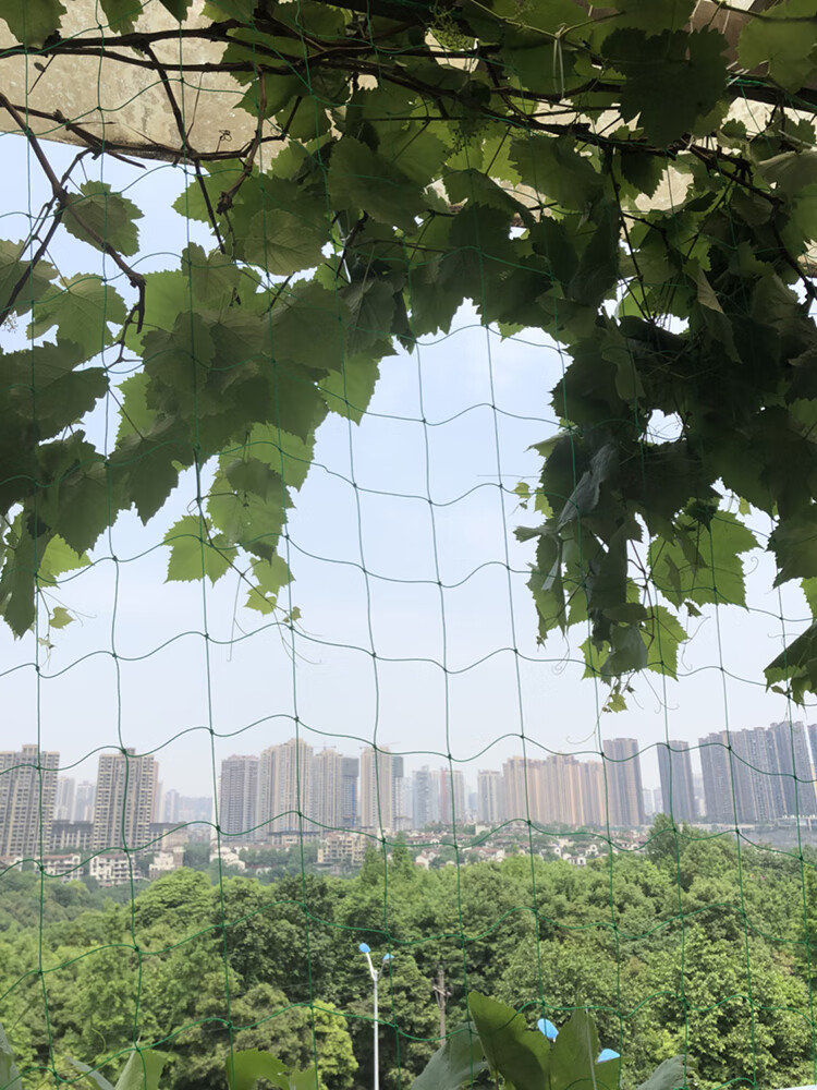 花卉爬墙网格园艺爬藤网葡萄黄瓜植物爬藤搭架网加强版尼龙网牵牛花