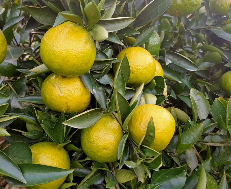 春节送礼温州瓯柑瓯柑丽水苦桔农家自种新鲜水果苦桔子精品34个斤10斤