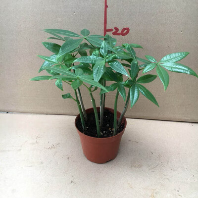 发财树小苗橡皮树富贵竹步步高盆栽室内植物易养四季常青发财树苗4盆