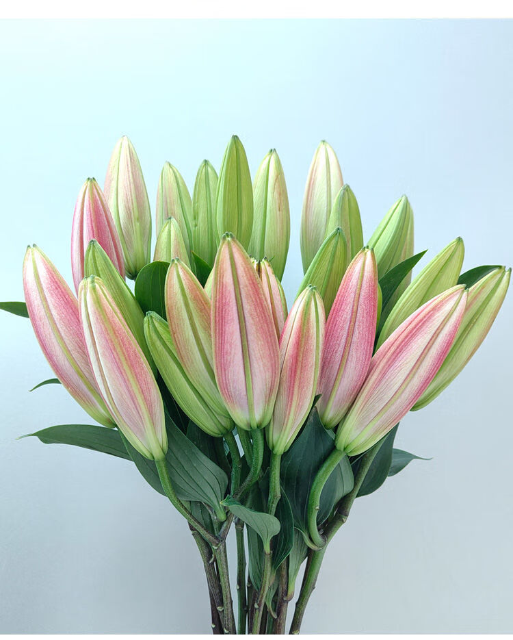 香水百合花多头鲜花云南直发百合新鲜鲜百合混搭鲜花速递水养真花星光