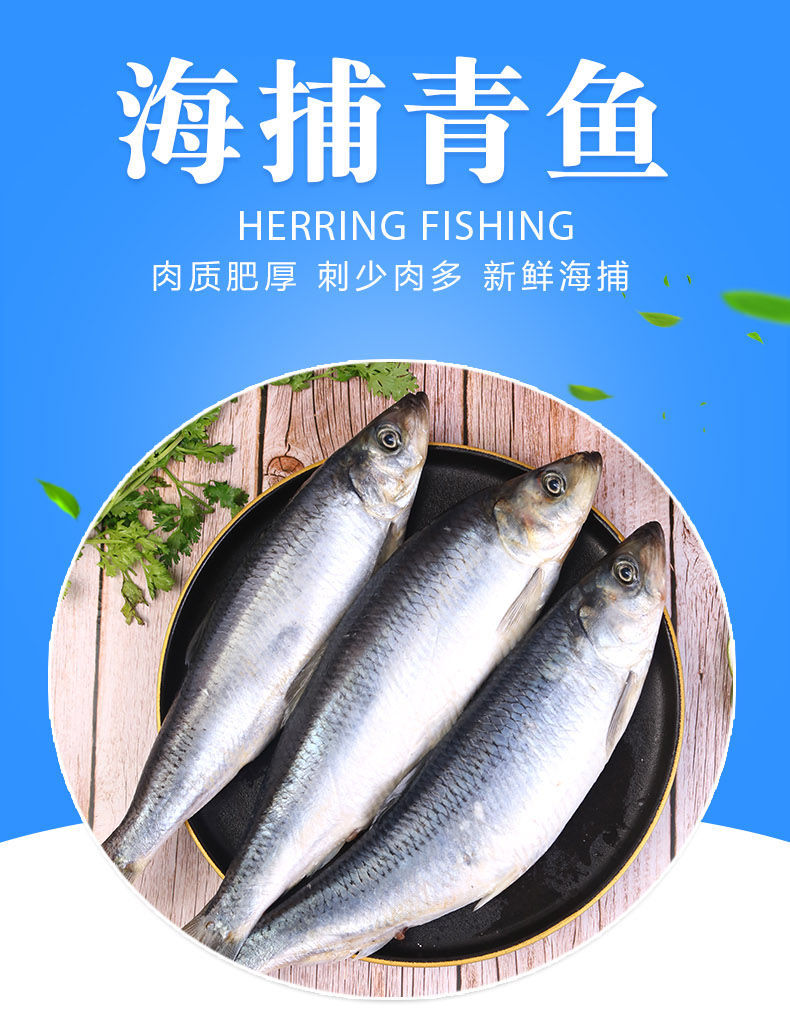 海青鱼新鲜整条鱼海鲜水产品深海青鱼淡水鱼沙丁鱼300 400g 条 带籽 6斤贈4斤 共10斤 店长推荐 图片价格品牌报价 京东