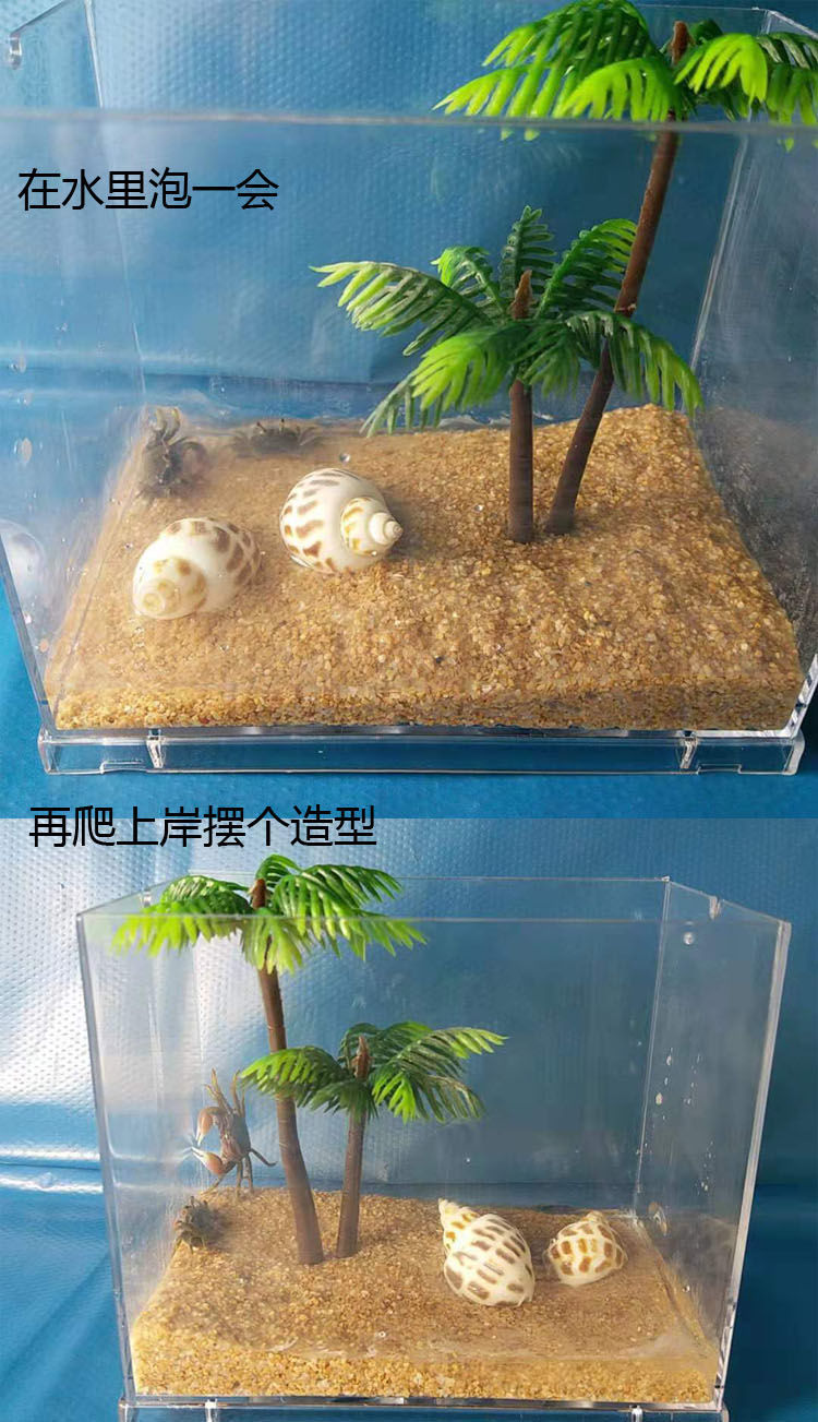 小螃蟹宠物活体 迷你辣椒蟹桌面系小宠物不喂食生态缸造景儿童礼物
