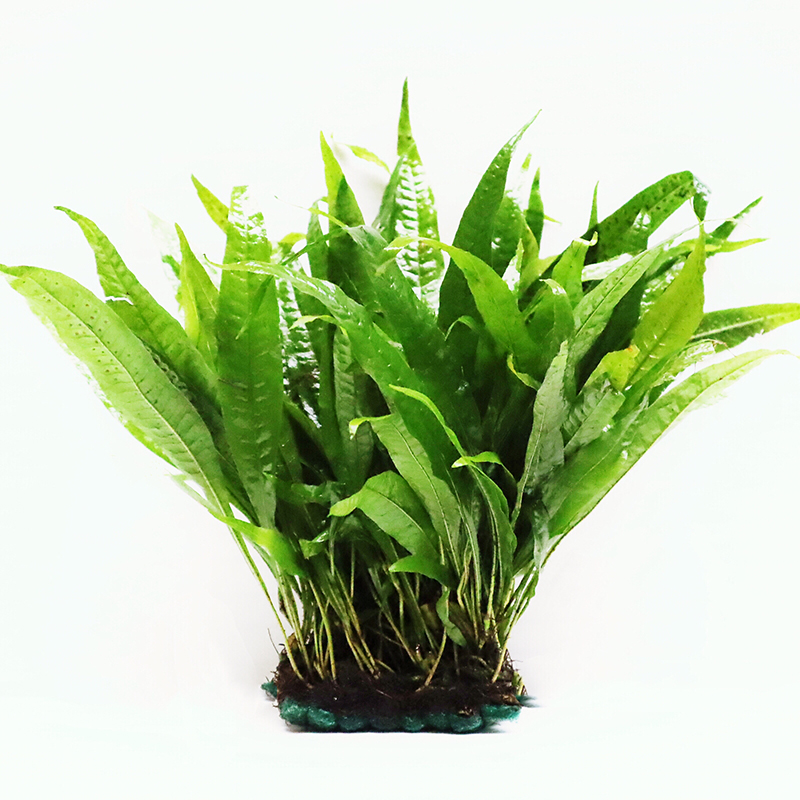 鱼缸生态瓶中后景水草活体淡水懒人造景红波大叶九冠绿宫廷类水草